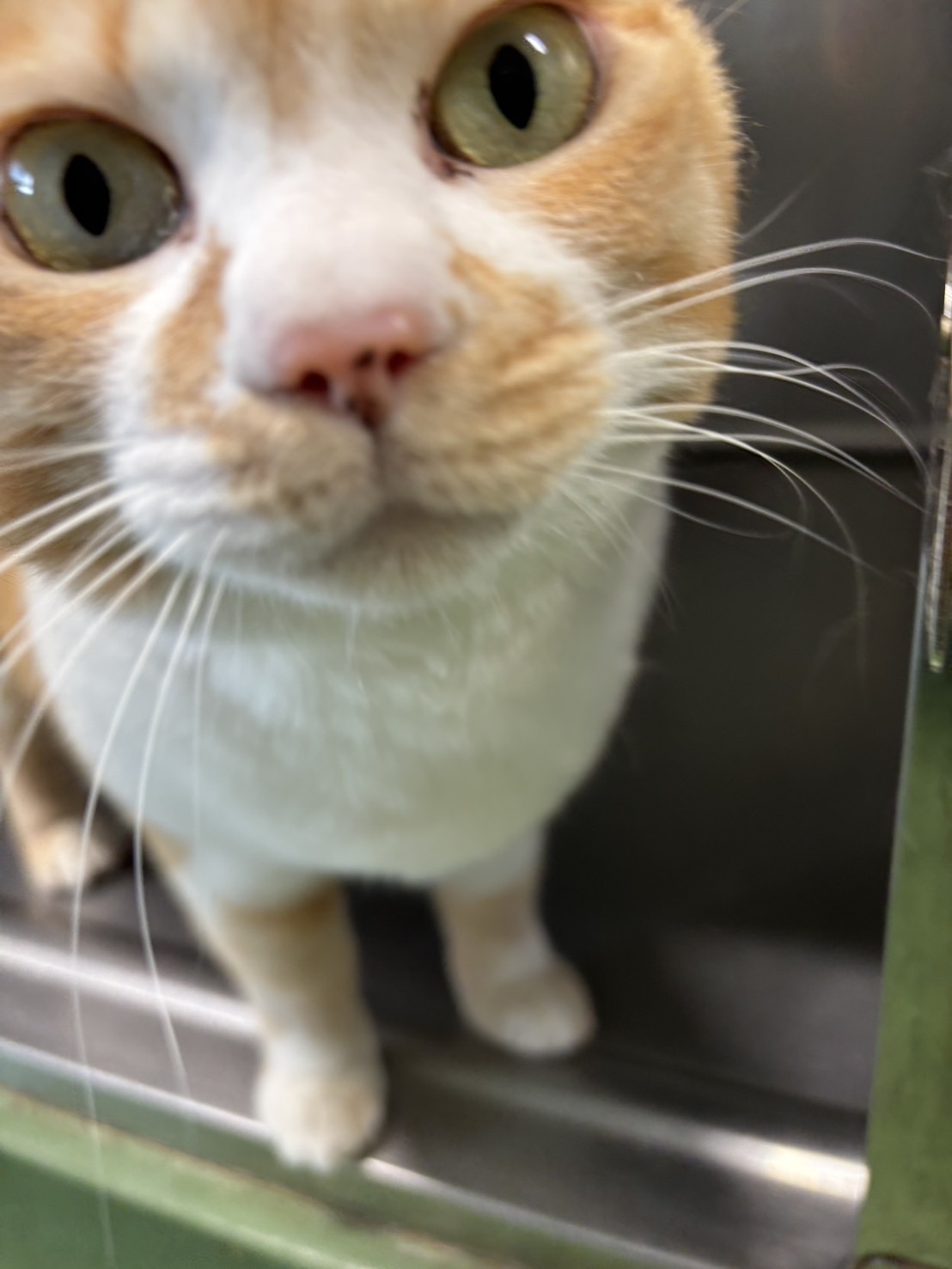きなこ7