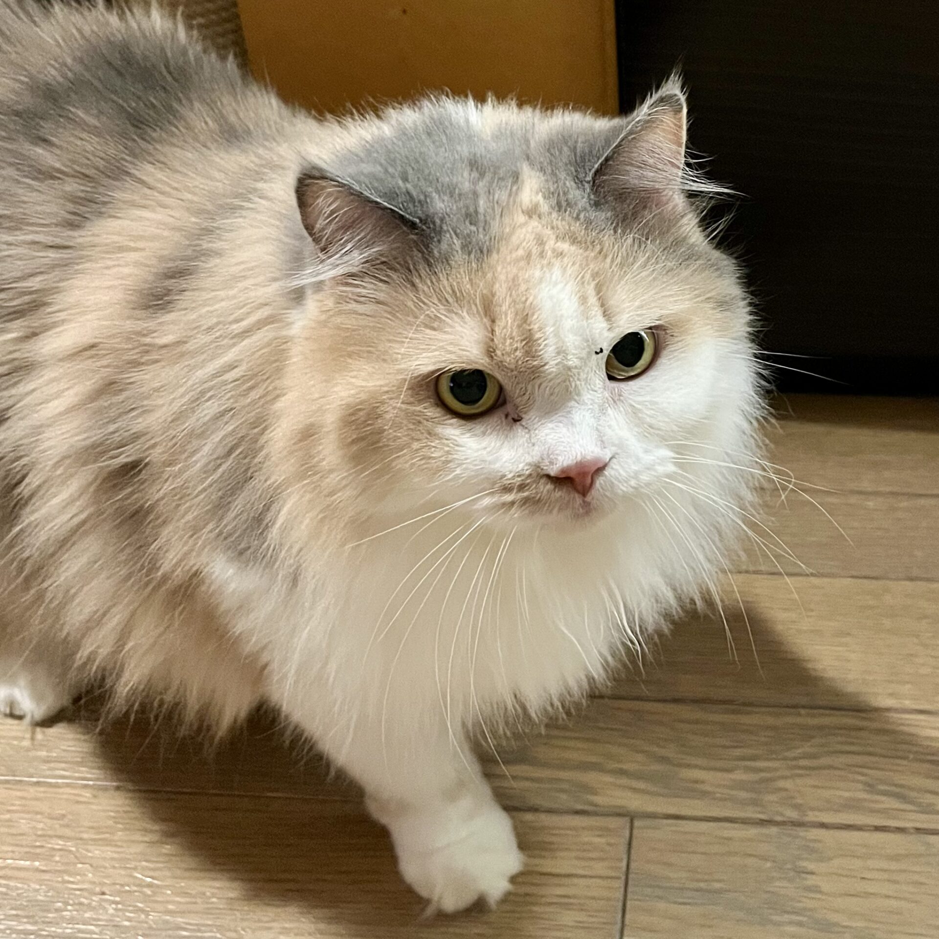 北見 アンナ – ニャン友ねっとわーく北海道