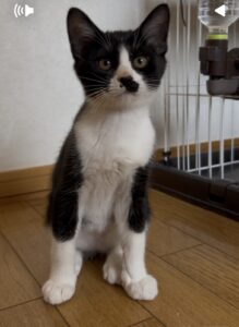 ちょび