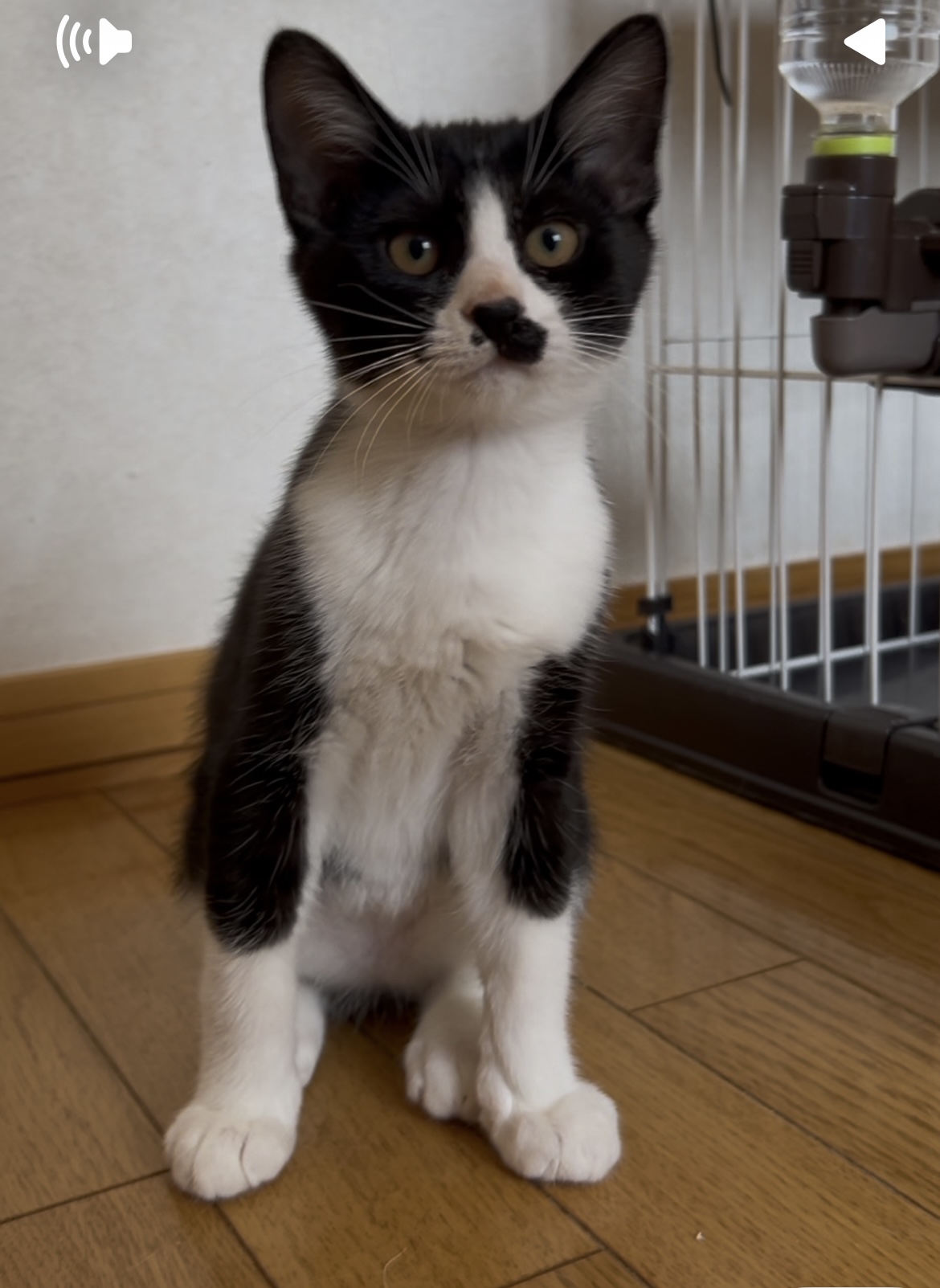 ちょび