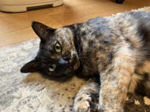 シャビ②