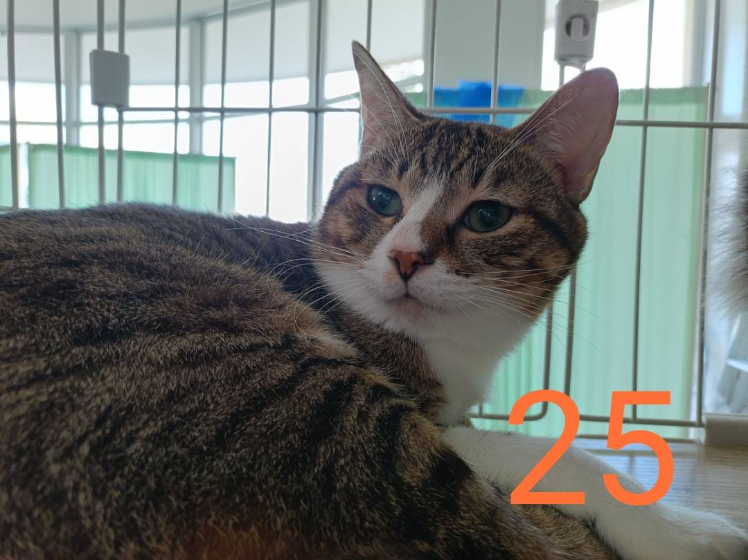 25