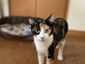 IMG_7019