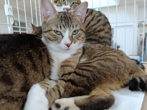 ひよこ