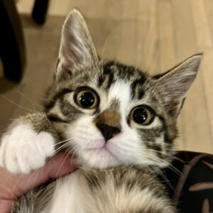 花畔あずき１