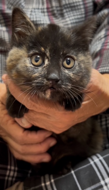 ガチャピン１２月