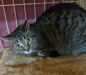 fa6ad660-dcf2-4e82-8503-6b46e321529e