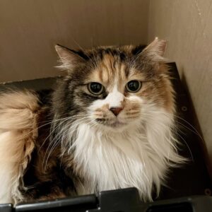fuwa2