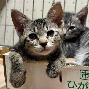 すあま3