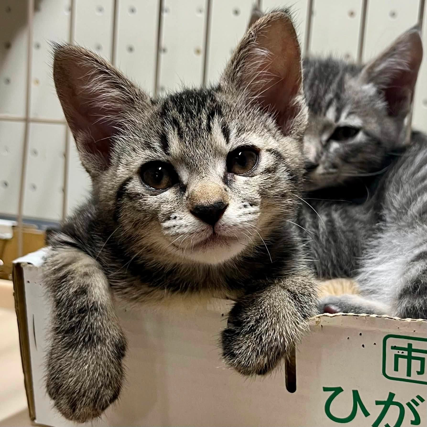 すあま3