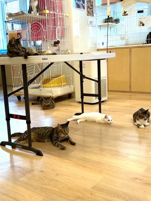 HOME – ニャン友ねっとわーく北海道