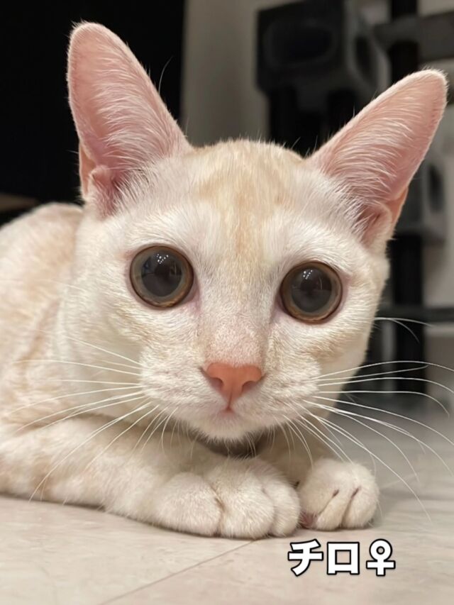 にゃん友 ニャン友ねっとわーく北海道 – 保護猫とあなたを繋ぐ～北海道で猫と