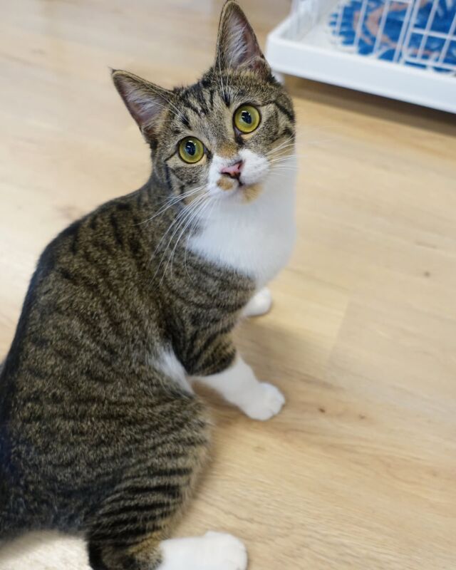 ニャン友ねっとわーく北海道 – 保護猫とあなたを繋ぐ～北海道で猫と