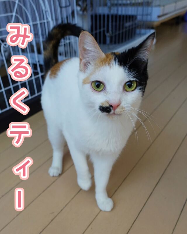 にゃん友 ニャン友ねっとわーく北海道 – 保護猫とあなたを繋ぐ～北海道で猫と