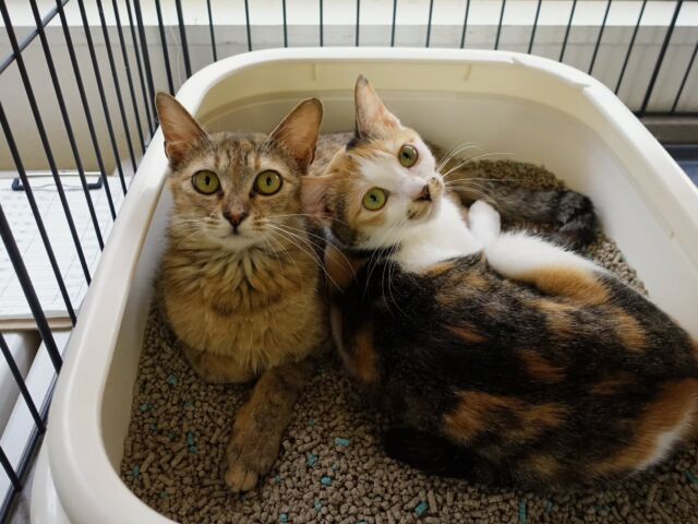 ニャン友ねっとわーく北海道 – 保護猫とあなたを繋ぐ～北海道で猫と