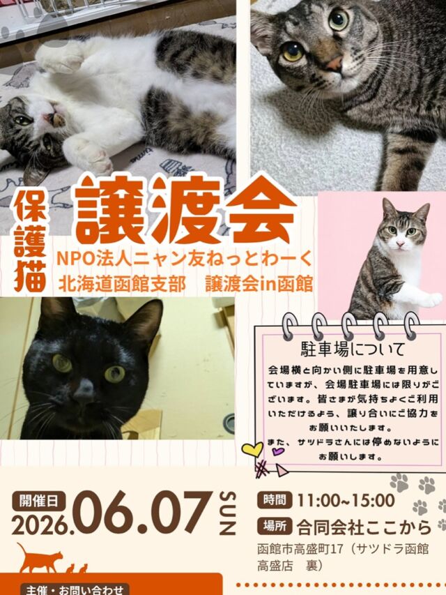 ニャン友ねっとわーく北海道 – 保護猫とあなたを繋ぐ～北海道で猫と