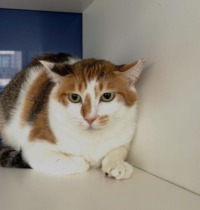 ニャン友ねっとわーく北海道 – 保護猫とあなたを繋ぐ～北海道で猫と
